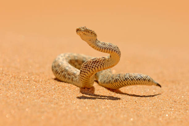 bitis peringueyi, adder de la ©, serpiente venenosa del desierto de arena de namibia. pequeña víbora en el hábitat de la naturaleza, namib-naukluft park en africa. escena de vida silvestre de la naturaleza, comportamiento de reptiles, día soleado. - desert animals fotografías e imágenes de stock