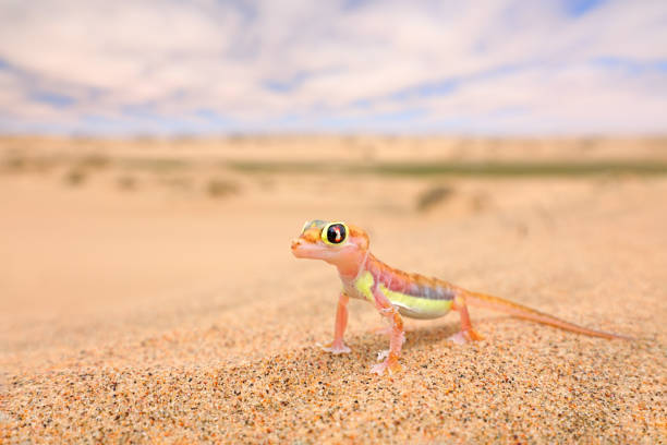 istock Gecko from Namib sand dune, Namibia. Pachydactylus rangei, Web-footed palmato gecko in the nature desert habitat. Lizard in Namib desert with blue sky with clouds, wide angle. Wildlife nature. 1250198529