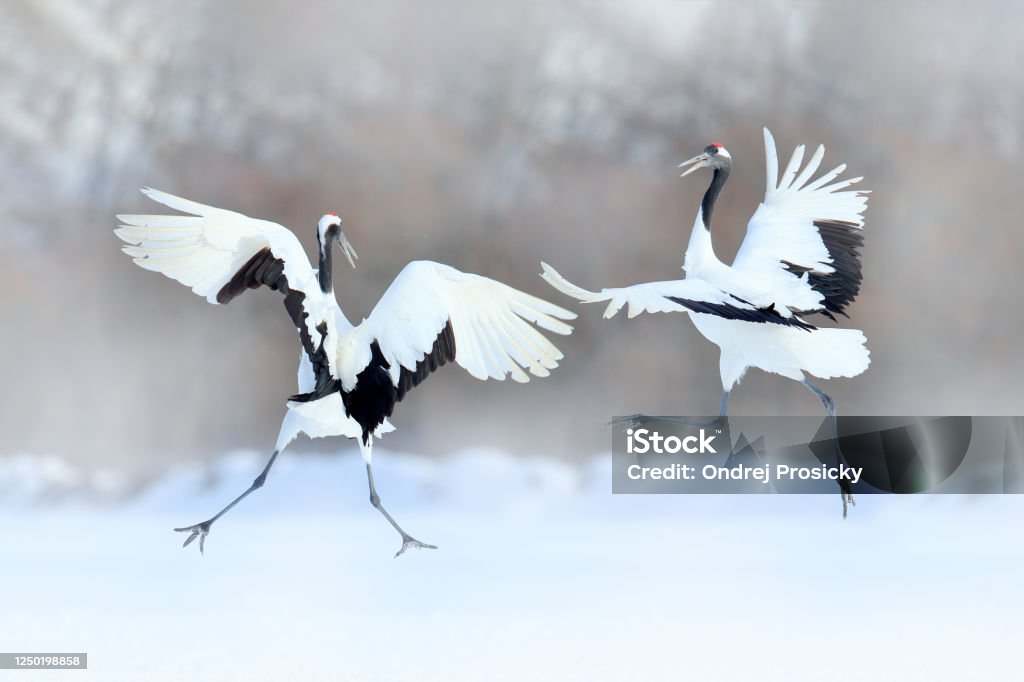 Dancing pair of Red-crowned crane with open wings, winter Hokkaido, Japan. Snowy dance in nature. Courtship of beautiful large white birds in snow. Animal love mating behaviour, bird dance. Crane - Bird Stock Photo