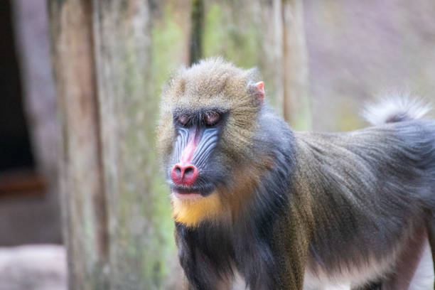 istock Monkey in an animal park in Germany 1250199547