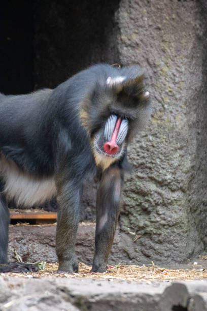 istock Monkey in an animal park in Germany 1250199588