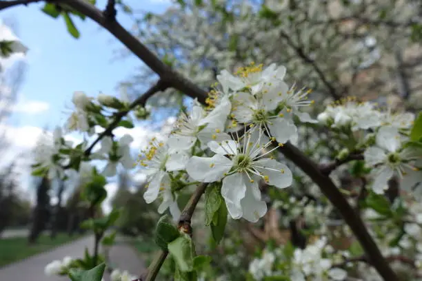 Close shot of white flowers of sour cherry tree in April