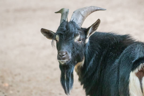 istock Billy goat in an animal park 1250199702