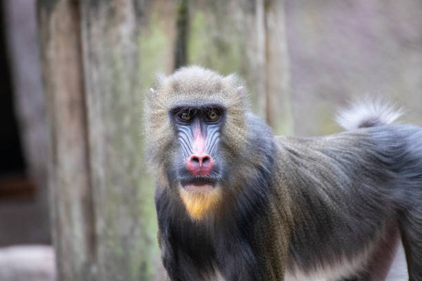 istock Monkey in an animal park in Germany 1250199756
