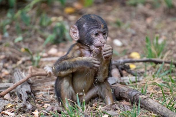 istock Young monkey in an animal park in Germany 1250200042