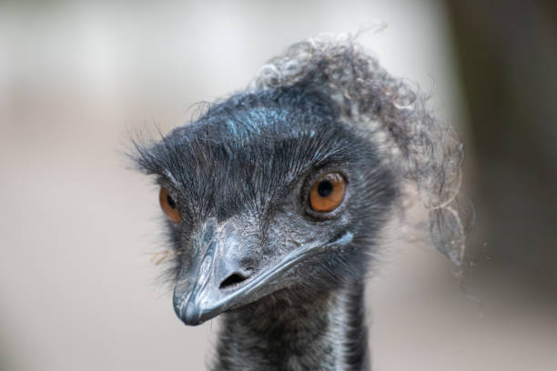 istock Ostrich in an animal park in Germany 1250200081