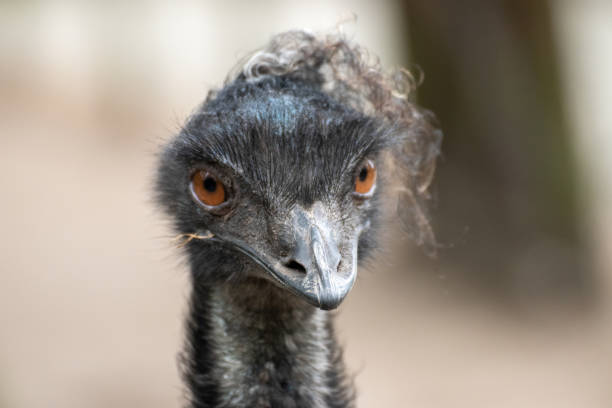 istock Ostrich in an animal park in Germany 1250200141