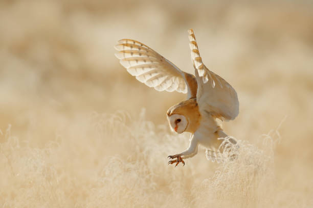 eule fliegen mit offenen flügeln. schleiereule, tyto alba, sitzt morgens auf dem weißen gras. tierwelt vogelszene aus der natur. kalter morgensonnenaufgang, tier im lebensraum. - bird nature animal head beak stock-fotos und bilder