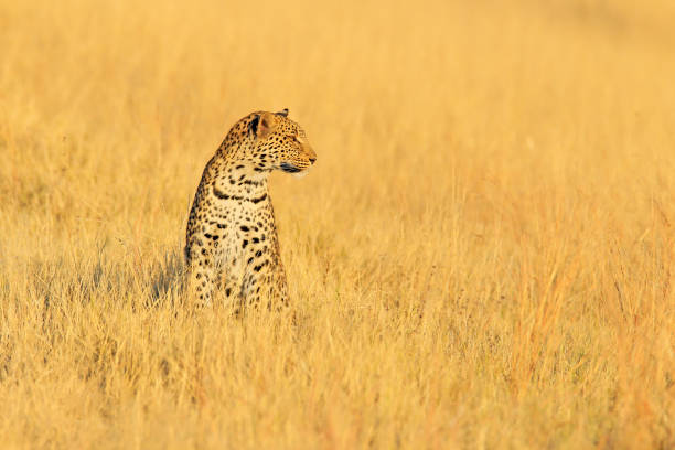 Leopard, Panthera pardus shortidgei, hidden portrait in the nice yellow grass. Big wild cat in the nature habitat, Hwange NP, Zimbabwe. Wildlife scene form Frica nature. Spotted cat on the madow. leopardo, panthera pardus shortidgei, retrato oculto en la bonita hierba amarilla. gran gato salvaje en el hábitat de la naturaleza, hwange np, zimbabue. la escena de la vida silvestre forma la naturaleza de frica. gato manchado en el loco.