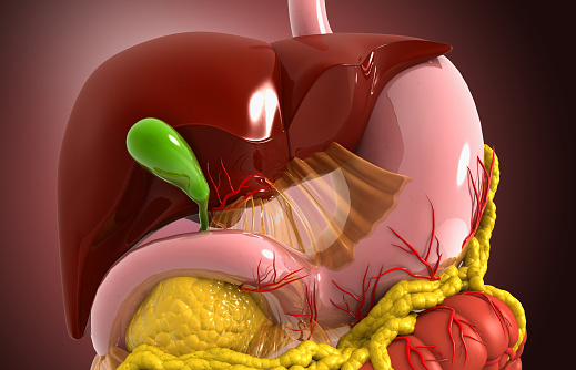 Close up view of human digestive system. Liver stomach and pancreas. 3d illustration