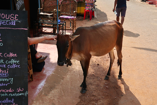 Stock photo of brown Indian sacred cow walking along beach sand in front of sea side restaurant, unrecognised man touching the head of holy cow at street market Palolem Beach, Goa holiday vacation, South India.