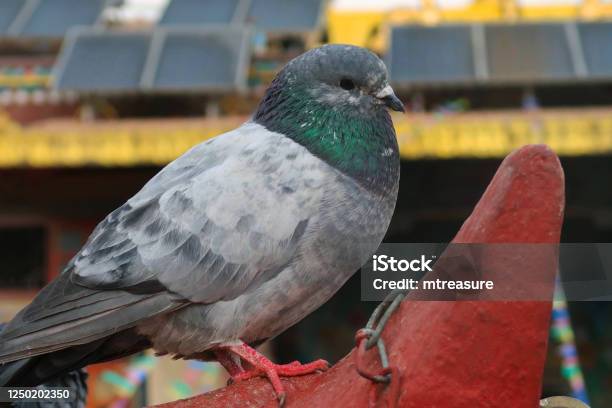 Closeup Closeup Male Wild Domestic Grey Pigeon Standing On Temple Roof Peigon Is Been Nesting In Public Indian Temple Pigeon Photo Showing Eyes Beak Feet Legs Healthy White Nose Nuisance Corrosive Droppings Bird Control For Wild Grey Pigeons Stock Photo - Download Image Now