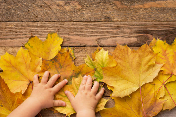istock children's hands on fallen leaves on wooden background . 1250202369