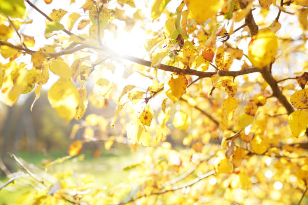 istock Autumn leaves on the sun and blurred trees . Fall background. 1250202398