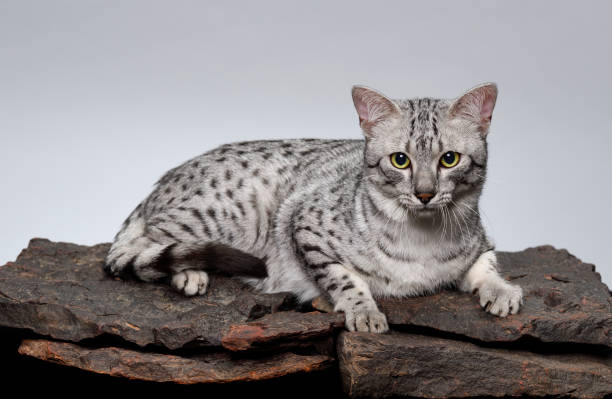 istock Egyptian Mau Cat lying on stones 1250203401