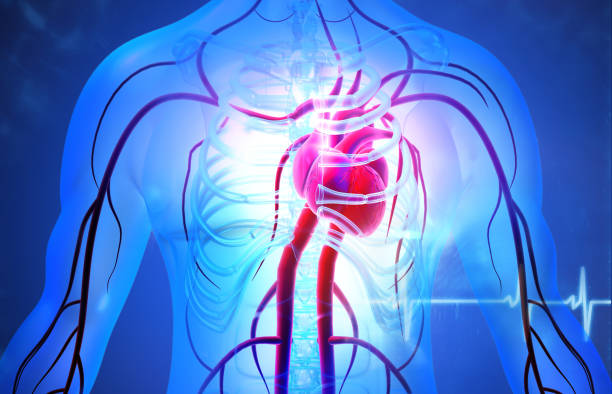 istock Human circulation cardiovascular system with heart anatomy 1250203631