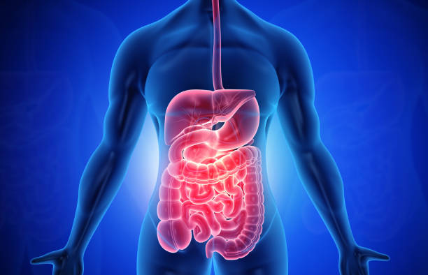 istock Anatomy of human body with digestive system 1250203796