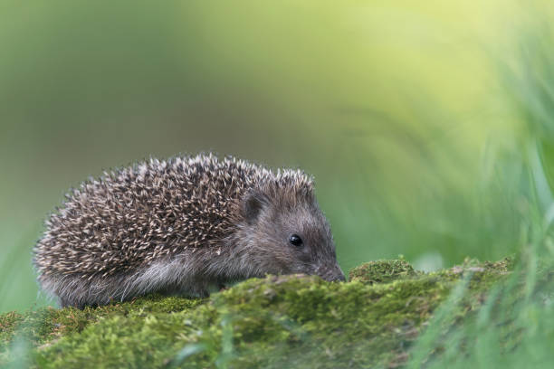 istock Beautiful portrait of Hedgehog (Erinaceus europaeus) 1250205132