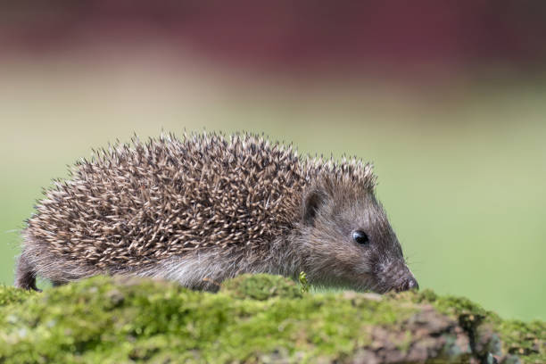 istock Portrait of Hedgehog (Erinaceus europaeus) 1250205133