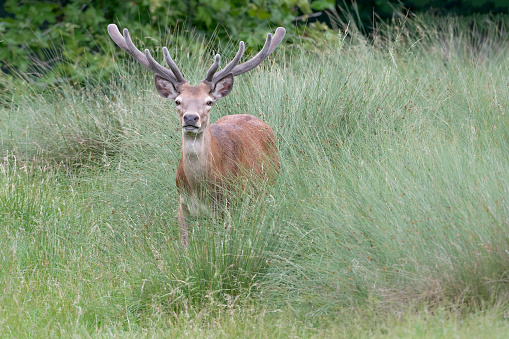 beautiful portrait of Red deer male