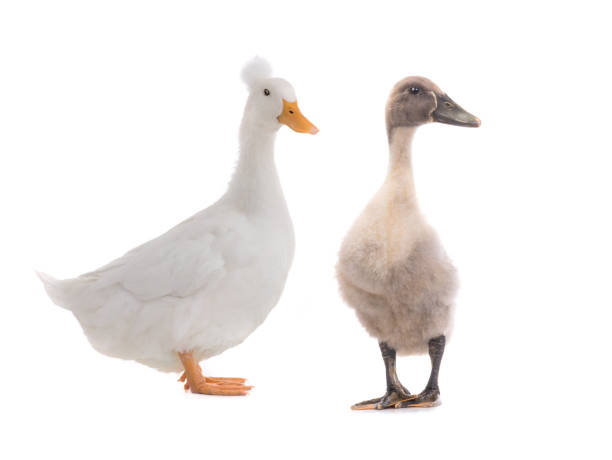 istock young duck and  standing beautiful white duck isolated on a white 1250205529