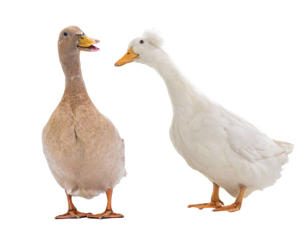 istock brown duck and white duck isolated on white 1250205580