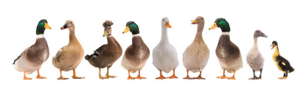 Standing beautiful white ducks isolated on a white