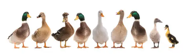 Photo of Standing beautiful white ducks isolated on a white