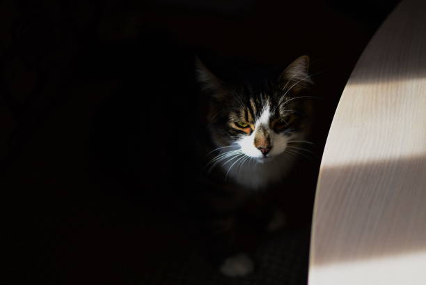 istock A nice sad cat in the sunny light on the dark background. 1250206467