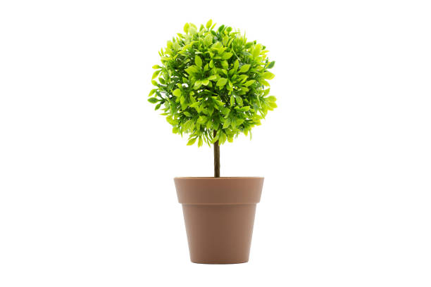 istock Artificial tree in pot isolated in white background. Concept image for interior design. 1250206682