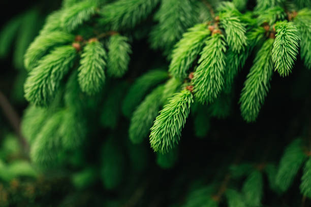istock Fluffy fresh branches of a spruce or fir-tree. 1250206814