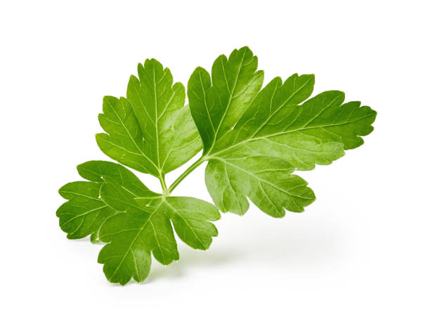 parsley leaf isolated on white background - parsley garnish isolated herb imagens e fotografias de stock