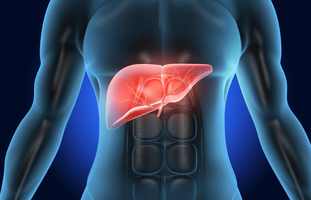 istock Human body with liver anatomy 1250207164