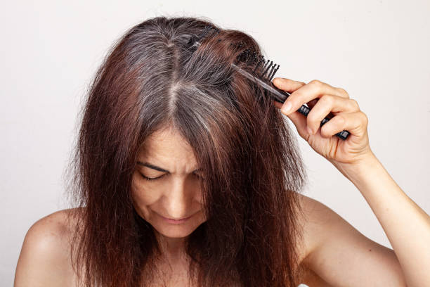 Adult woman lifts  gray lock of hair with comb. Adult woman lifts  gray lock of hair with comb. Regrown roots. Going gray. Close - up. White background. Head down. comb over stock pictures, royalty-free photos & images