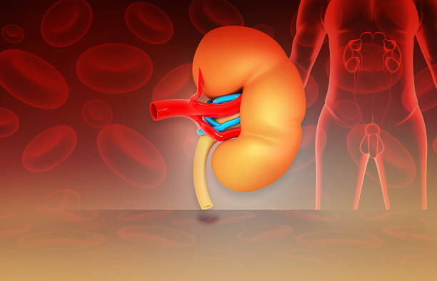 istock Human kidney under medical background 1250208389