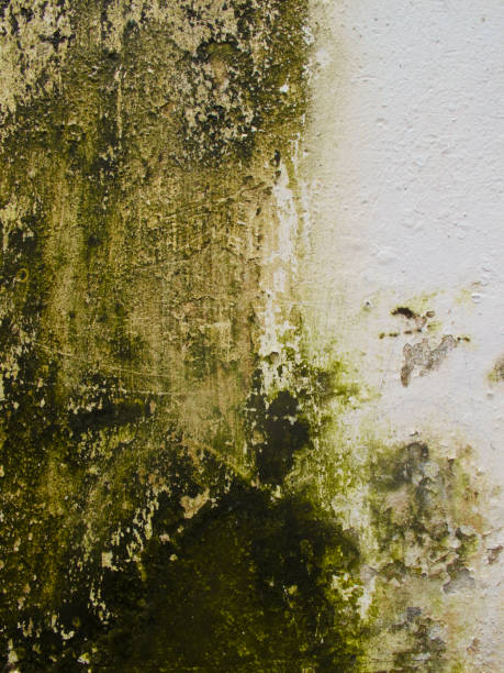 istock Green mould on a wet wall 1250208417