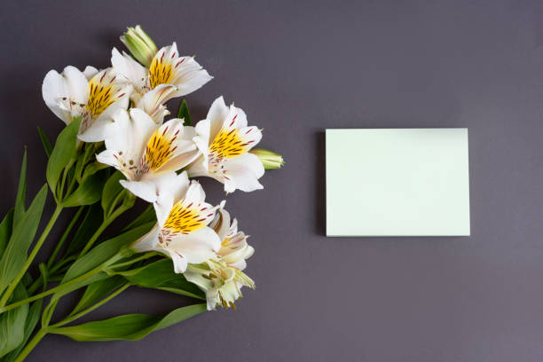 istock Alstroemeria flowers on the grey colored background 1250208492