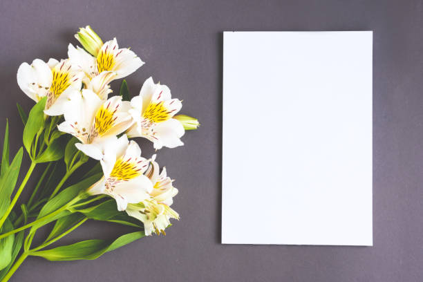 istock Alstroemeria flowers on the grey colored background 1250208592