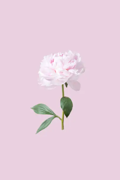 Photo of Pink peony in beautiful style on soft pastel background.