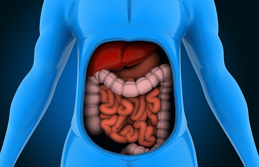 Anatomy of human body with digestive system. 3d illustration