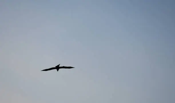 Photo of A black bird flying on the blue sky.