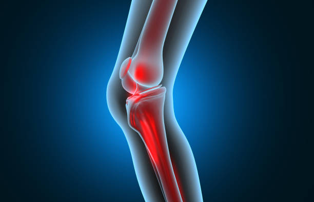 Anatomy of human knee. knee pain Anatomy of human knee. knee pain. 3d illustration orthopedics joint stock pictures, royalty-free photos & images