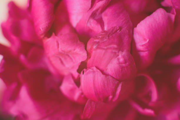 istock A beautiful red rose on the light background. 1250212223