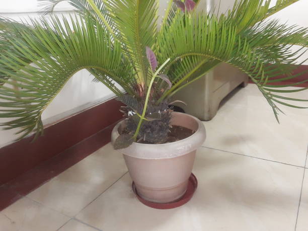 istock The Indian Green Small mini show plant 1250212248