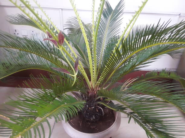 istock The Indian Green Small mini show plant 1250212255