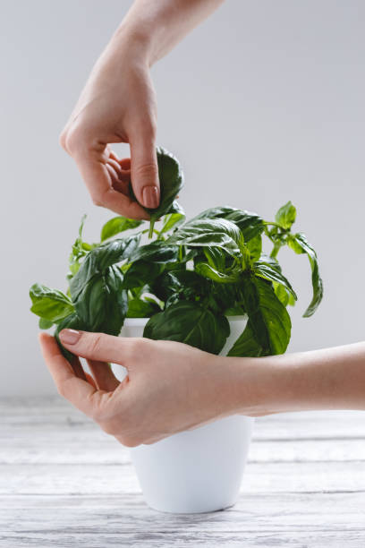 istock Fresh basil herb in flower pot with female hands on the white table on white background. 1250212833