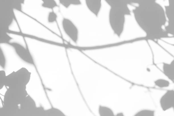 istock shadows of the tree branches on a white wall 1250214212