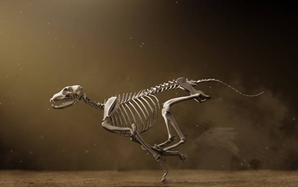ダートトラックで走るグレイハウンド骨格、解剖学的に正しい骨構造とポーズ - animal skeleton ストックフォトと画像