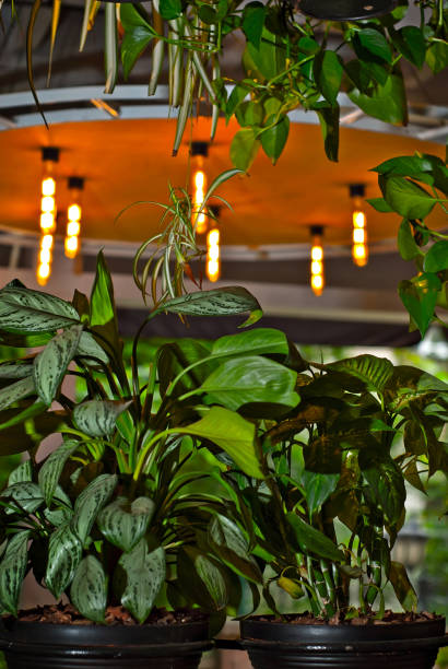 istock Yellow light bulbs as a design element. Greens and flowerpots in the background. Layout for interior design. 1250214607