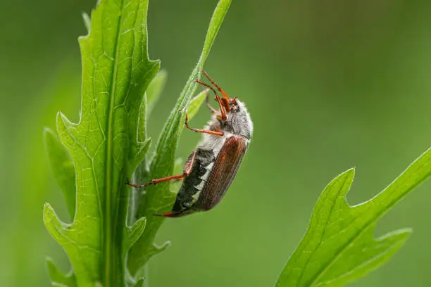 A Maybug (Melolontha melolontha) sitting on a green plant, cloudy day in springtime